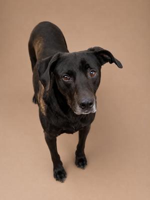 Roxy, Labrador Retriever, adult, available for adoption