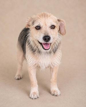 A small dog with a shaggy coat standing on a beige background