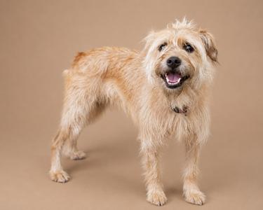 A fluffy, light brown dog with a shaggy coat stands against a plain beige background. The dog has a happy expression, with its mouth open and tongue visible, and its ears are slightly flopped. It appears to be in a studio setting with soft lighting.