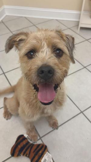 A happy dog with a light brown coat and floppy ears is sitting on a tiled floor, looking up with its tongue out. It is holding a toy with a tiger stripe pattern in its mouth.
