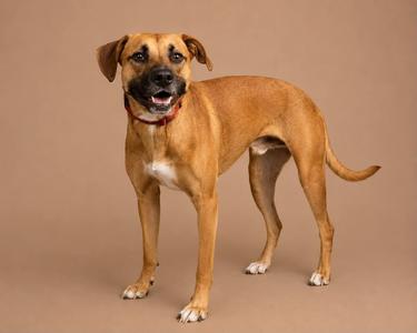 A brown dog with a white chest and paws, wearing a red collar, standing on a beige background.