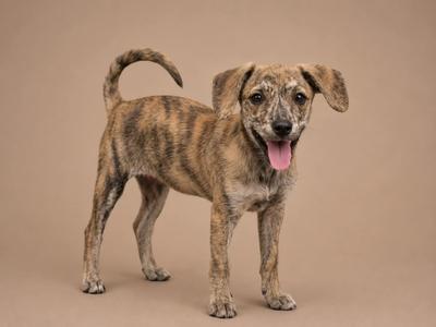 A brindle-colored dog with a happy expression, standing on a plain background.