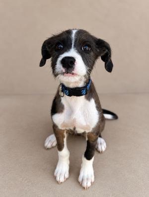 A black and white puppy with brown patches sitting on a beige surface, wearing a blue collar.
