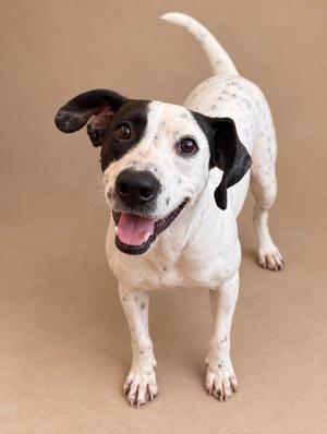 A happy black and white dog with a spotted coat standing on a beige background.