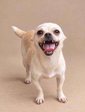 A small white dog with a light brown back and tail, standing on a beige background, with its mouth open and tongue out, showing its teeth.