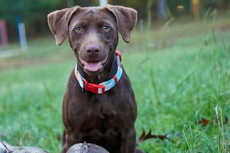 Callie, Labrador Retriever, puppy, available for adoption