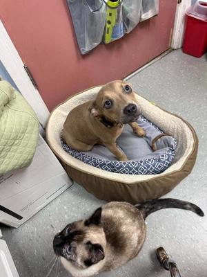 Biscotti, American Bully, puppy, available for adoption