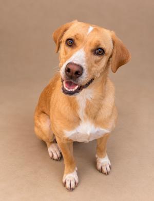 A brown and white dog sitting on a beige background, looking up with a happy expression.