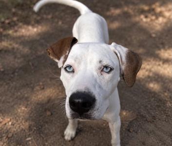 A white dog with brown ears and blue eyes looking up at the camera.