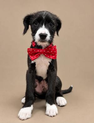 A black and white puppy wearing a red polka dot bowtie.