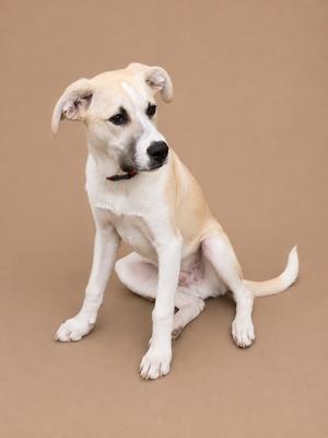 A light-colored dog with floppy ears sitting on a brown background.