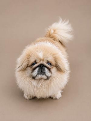 A fluffy Pekingese dog with a light brown coat and a black muzzle, standing on a beige background.