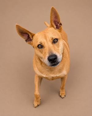 A brown dog with perked ears and a black nose looking directly at the camera.