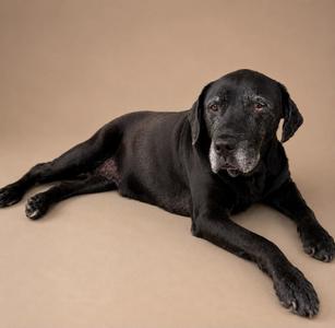 A black dog lying down on a beige background.