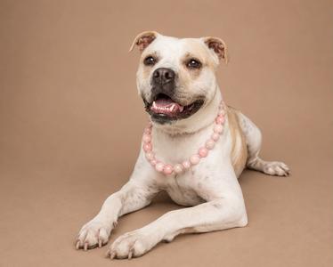 A white and tan dog with a pink beaded necklace lying on a brown background.