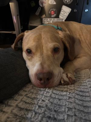 Petey, Basset Hound / American Bulldog, senior, available for adoption
