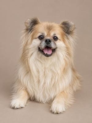 A fluffy, light brown and white dog with a happy expression, sitting on a beige background.