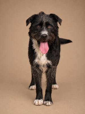 Doc, Mixed Breed, adult, available for adoption