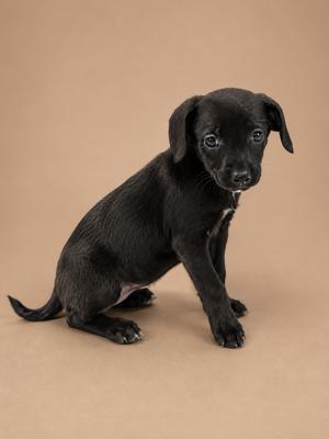 A black puppy sitting on a beige background