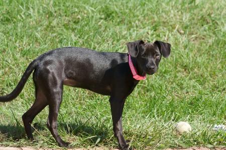 Dory, Mixed Breed, puppy, available for adoption