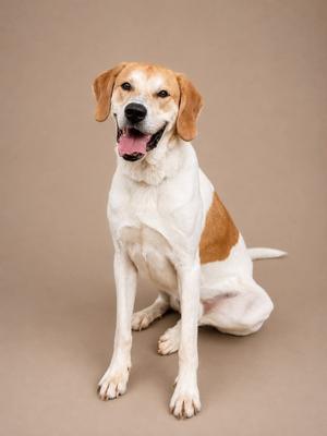 A happy dog with a white and brown coat, sitting on a beige background.