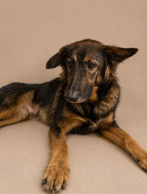 Heidi, German Shepherd Dog, adult, available for adoption