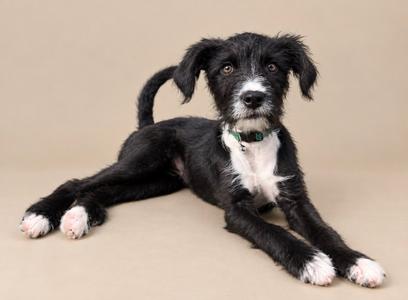 A black and white dog with floppy ears lying on a beige background.