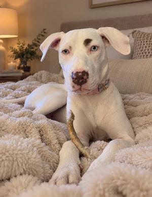 A white dog with brown eyes and a brown nose is lying on a fluffy blanket, holding a bone in its mouth.