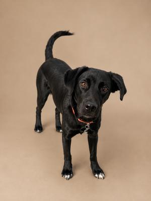 A black dog standing on a beige background, looking directly at the camera with its tail raised.
