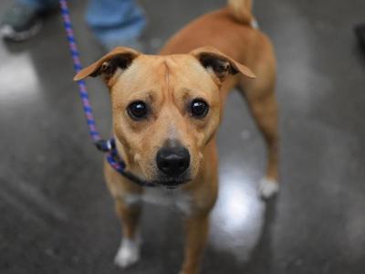 Biscuit, Chihuahua, adult, available for adoption