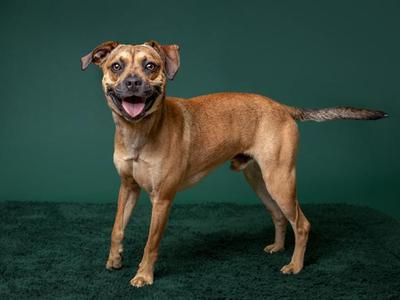 A brown dog with a happy expression standing on a green carpet