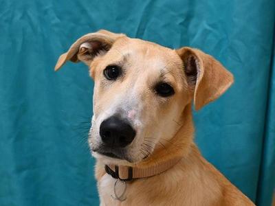 Max, Labrador Retriever / Great Pyrenees, young, available for adoption