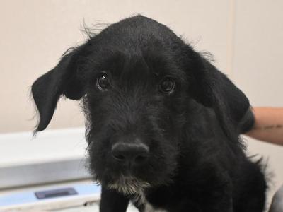 Otto, Labrador Retriever / Terrier, puppy, available for adoption