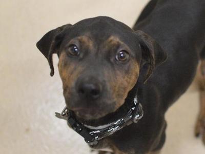 Baker, Pit Bull Terrier / Mixed Breed, puppy, available for adoption