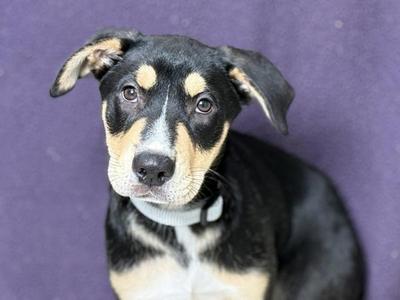 Arnold, Shepherd / American Bully, puppy, available for adoption