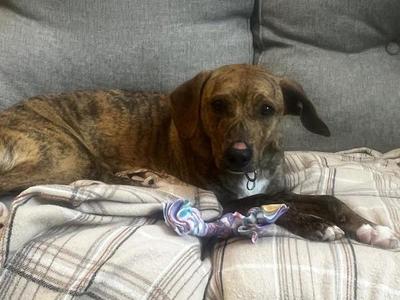 Butterfree, Retriever, young, available for adoption