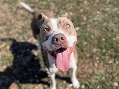 Donna, Pit Bull Terrier, adult, available for adoption