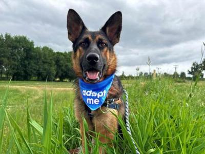 Mikey, German Shepherd Dog, adult, available for adoption