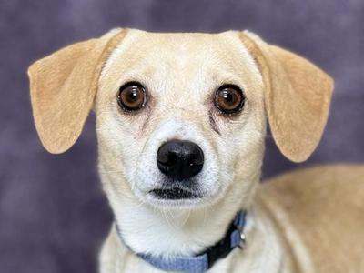 Benny, Chihuahua / Beagle, adult, available for adoption