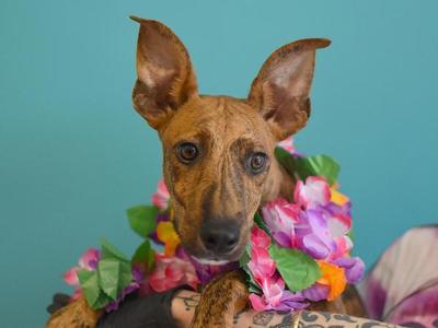 A brown dog with large ears wearing a colorful lei of pink, purple, and green flowers.