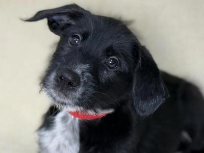 Popcorn, Pointer / Siberian Husky, puppy, available for adoption
