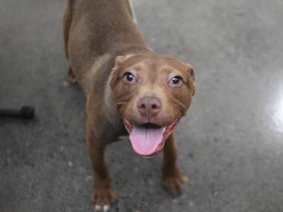 A brown dog with a happy expression, standing on a concrete surface.
