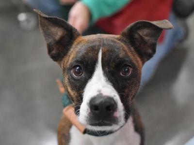 Buster, Boxer, young, available for adoption
