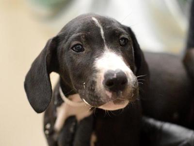 Bubble, Bull Terrier / Labrador Retriever, puppy, available for adoption