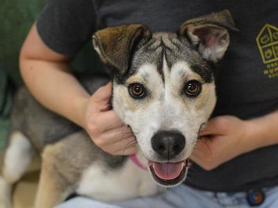 Anna, Siberian Husky / Pit Bull Terrier, young, available for adoption