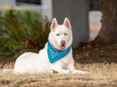 Harley, Siberian Husky, adult, available for adoption
