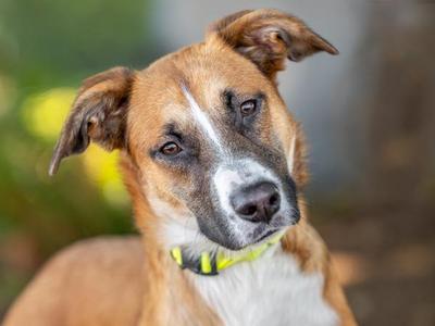 Nina, Shepherd, young, available for adoption