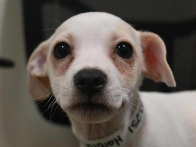 Harold, Chihuahua, puppy, available for adoption