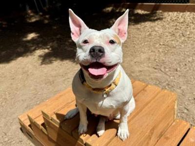 Coca Cola, Pit Bull Terrier, adult, available for adoption