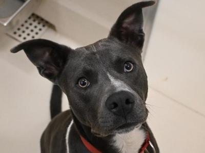Ace, Pit Bull Terrier, young, available for adoption